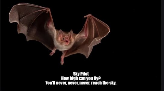 bat.jpg
