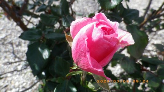 IMGP2582.JPG