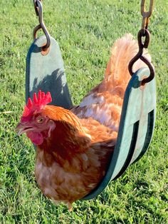 animal7.jpg