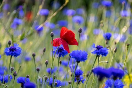 Cornflower b.jpg