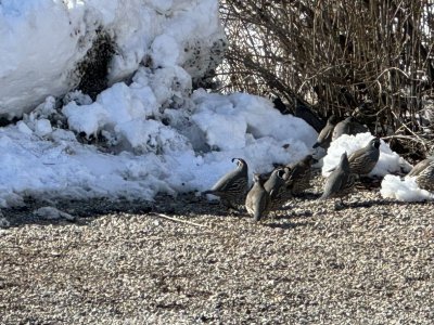 Quail close up.jpg