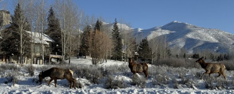 Elk lower meadow.jpg