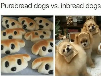 breaddogs.jpg