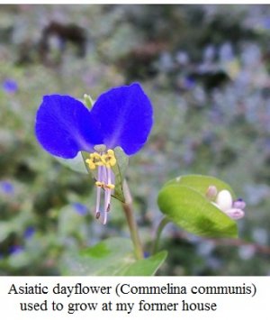 Asiatic dayflower.jpg