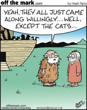 cats ark.jpg