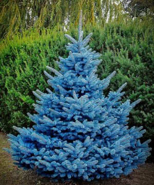 Blue Spruce.jpg