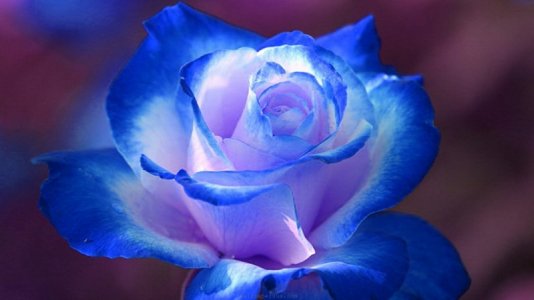 Blue Rose.jpg