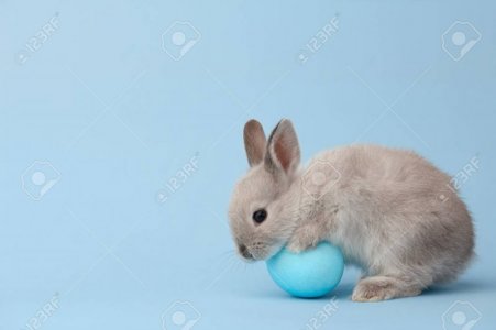 97548842-easter-bunny-rabbit-with-blue-painted-egg-on-blue-background-easter-holiday-concept.jpg