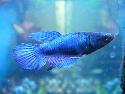 630e43blue fish.jpeg