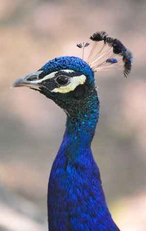 peacock.jpg