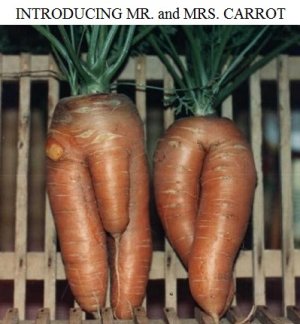 carrots2.jpg
