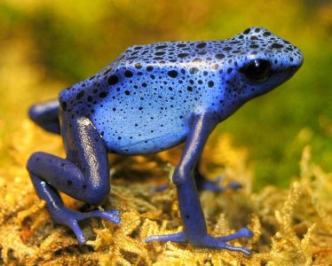 Poison-Dart-Frog.jpg