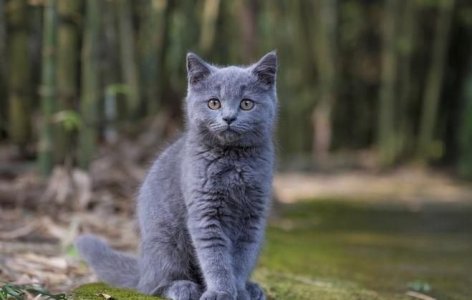 Russian Blue kitten.jpg