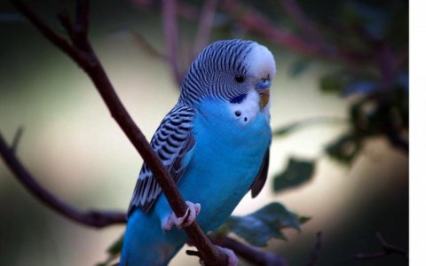 Blue Budgie.jpg