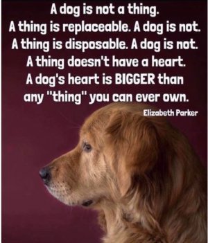 A dog.JPG