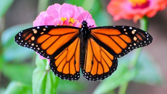 Monarch Butterfly.jpg