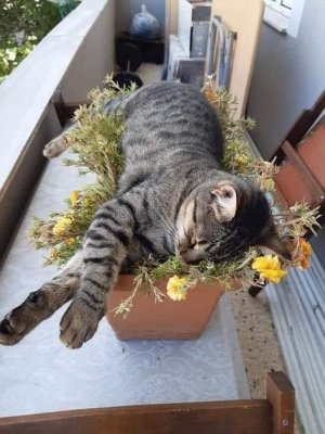 cattitude box.jpg