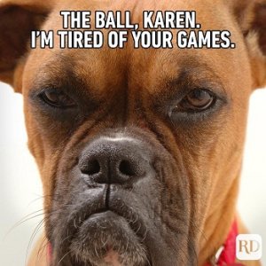 DogMeme4.jpg