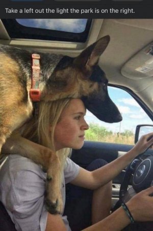 Dog Car.jpeg