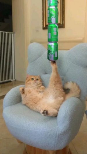 cat4.jpg