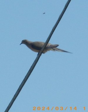 dove 2.JPG