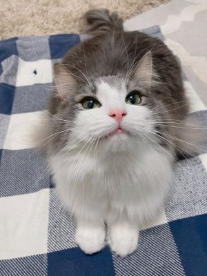 cattitude n.jpg