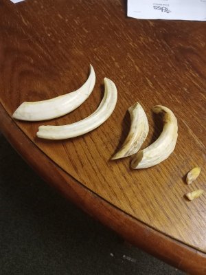 bankers tusks.jpg