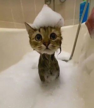 kitten bath.jpg
