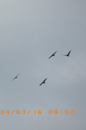 4 hawks.jpg
