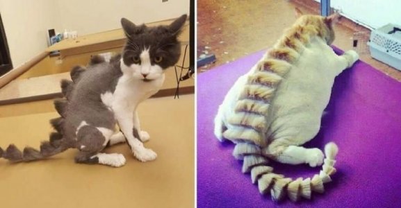 catoddcuts.jpg