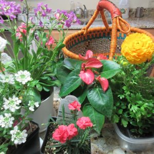 FlowerShowHCC-12024.JPG FlowerShowHCC-12024.JPG