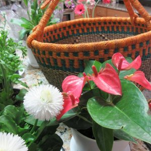 FlowershowHCC-2March2024.JPG FlowershowHCC-2March2024.JPG