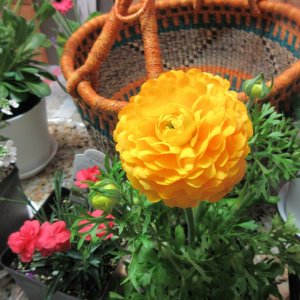 FlowersShowHCC-3 March2024.JPG FlowersShowHCC-3 March2024.JPG