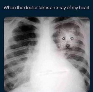 x-ray.jpg