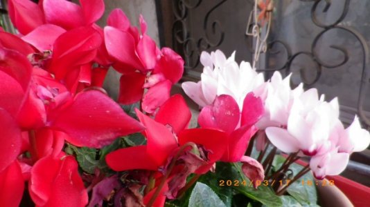 IMGP2825.JPG