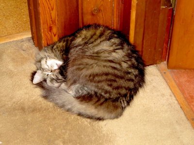 Corner snooze.JPG