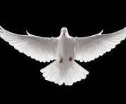 wing spread.jpg