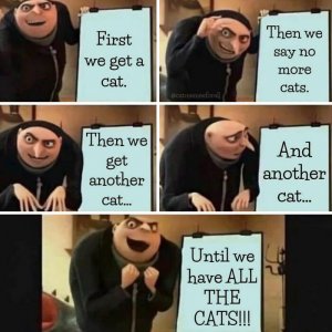 best-funny-cat-memes-jokes-17-65f078dedfb0d__700.jpg