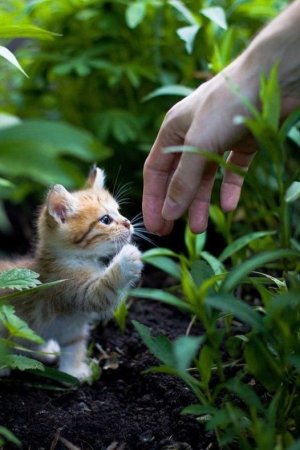 kitten g.jpg
