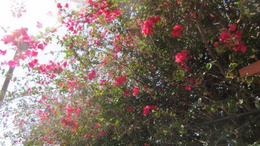 IMG_7181.jpg IMG_7181.jpg