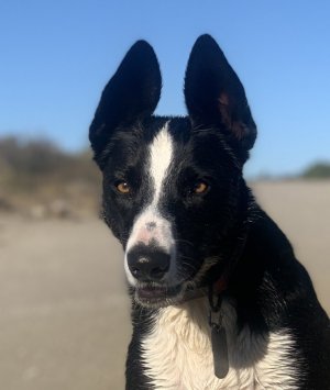 1711034147238.jpeg