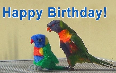 birdbirthday.jpg