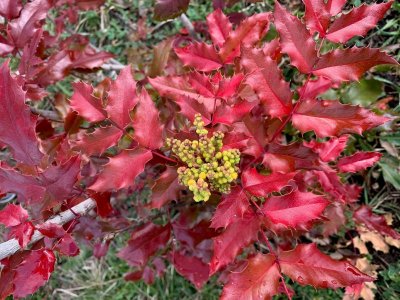 oregon grape hlly.jpg