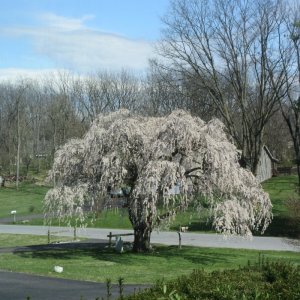 Weepingcherrytree2024.jpeg