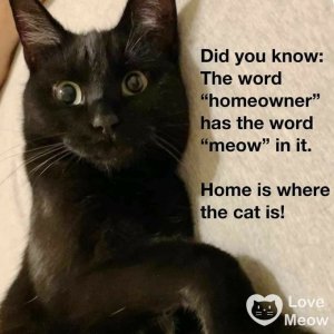 meow cattitude joke.jpg