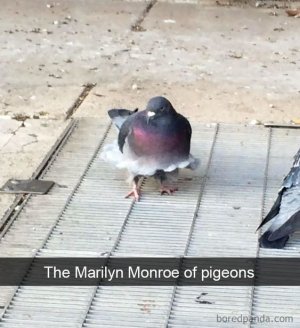 animal6.jpg