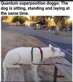 animal.jpg