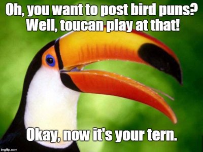 toucanplay.jpg