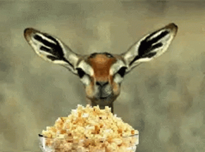 deer eating popcorn.gif deer eating popcorn.gif