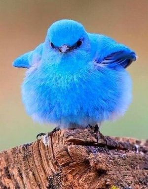 Little Blue Bird.jpg